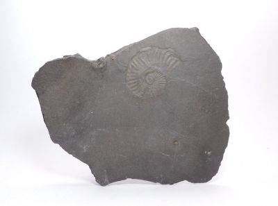 Amonit - Holzmaden, Německo